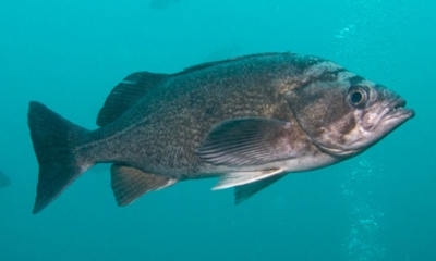 What Are Rock Fish: Exploring Varieties of Rockfish