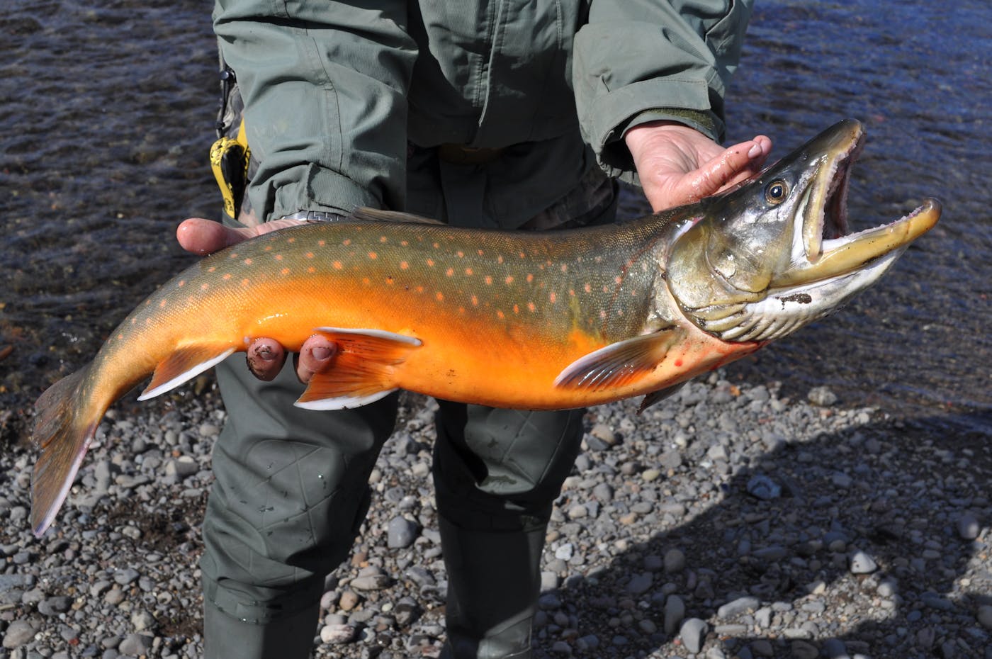 What Is Arctic Char: Exploring Coldwater Fish