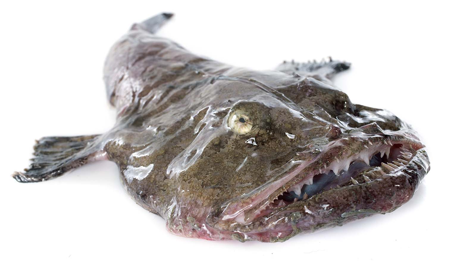 What Does Monkfish Taste Like: Describing the Flavor Profile