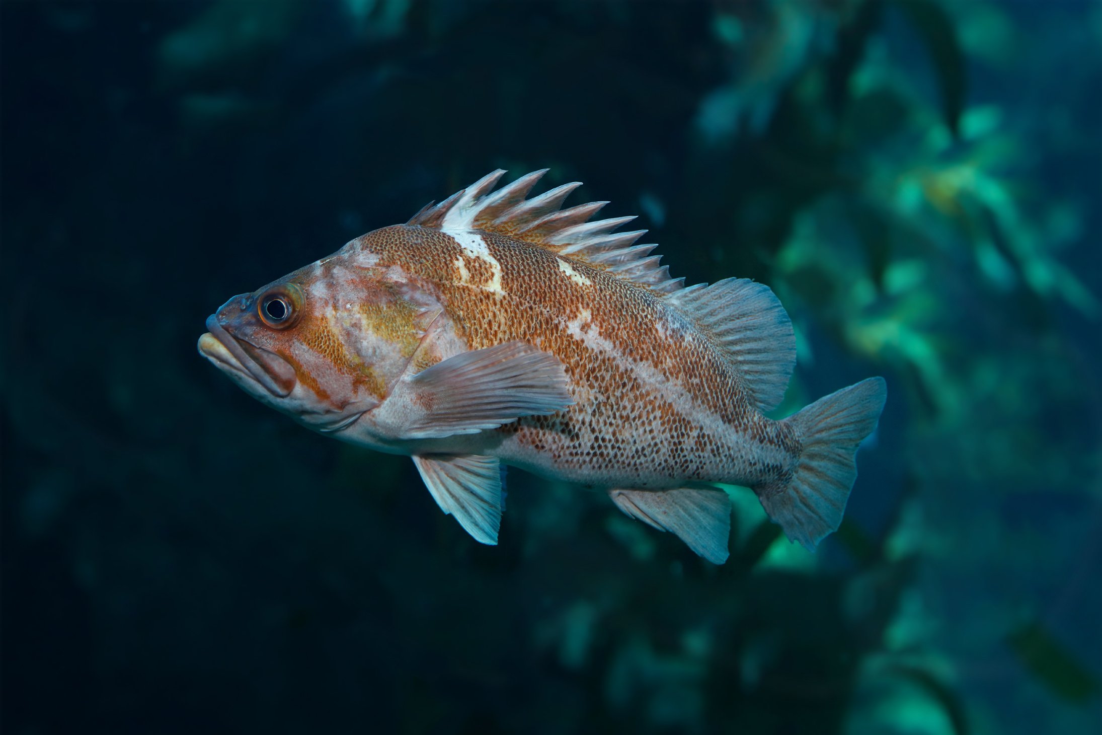 What Are Rock Fish: Exploring Varieties of Rockfish